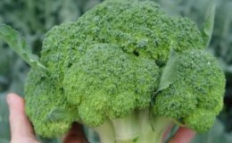 Geriausios Maskvos srities brokolių veislės, auginamos atvirame lauke ir šiltnamiuose