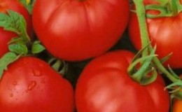 Katsaus Moskvichka-tomaattilajikkeeseen: hyviä ja huonoja puolia sekä kuinka saada hyvä sato