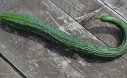 Çin uzun salatalıkları kış için nasıl tuzlanır ve bunu yapmak mümkün mü