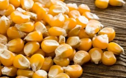 How corn is dried on an industrial scale and how to dry it at home