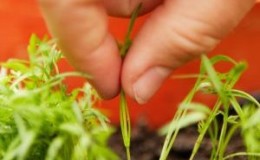 Instruções passo a passo para jardineiros iniciantes: como desbastar adequadamente as cenouras e para que serve
