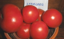 توصيات للعناية بالطماطم 