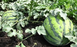 Wie, wann und wie man Wassermelonen füttert, um eine atemberaubende süße Ernte zu erzielen