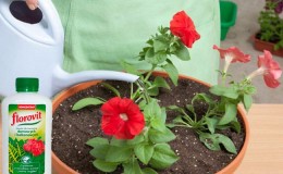How, when and how to feed petunias for lush flowering