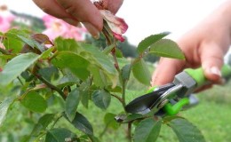 Instrukcijos pradedantiesiems augintojams: kaip genėti rožes po žydėjimo vasarą, kad jos vėl žydėtų
