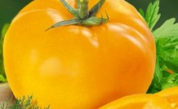 Warum Sommerbewohner die Ilya Muromets-Tomate mögen und wie man sie auf ihrem eigenen Grundstück selbst anbaut