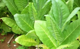 A variedade de tabaco da Virgínia mais popular para cultivo no local e em casa