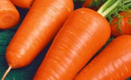 Hybrides de carottes à maturation précoce: Shantane, Cordoba, Red Core