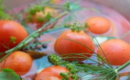 Robimy pyszne wykroje własnymi rękami - solone brązowe pomidory: najlepsze przepisy i wskazówki dotyczące gotowania