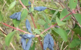 Variedad de madreselva Huso azul: descripción de la variedad, plantación y cuidado.