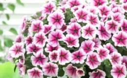 Features of cascading petunias and their advantages over other species