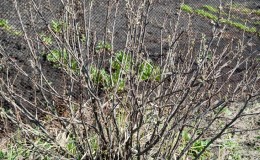 Por que os arbustos de groselha secam e o que fazer para resolver o problema