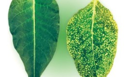 Was sind die Krankheiten in Paprika: Methoden des Umgangs mit ihnen und Fotos von Blättern