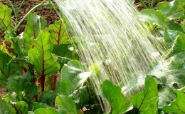 Правила и нюанси на поливането на цвекло: стъпка по стъпка ръководство за начинаещи зеленчукопроизводители