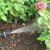How to protect bushes and how to treat roses in spring from diseases and pests