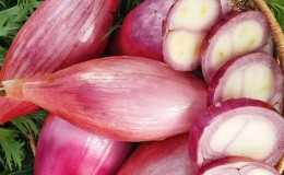 Características del cultivo y recetas populares con cebollas 