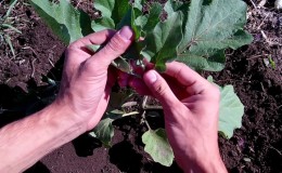 Wanneer en hoe aubergines knijpen: een stapsgewijze handleiding voor beginnende zomerbewoners
