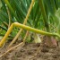 Kokios yra svogūnų ligos ir kaip su jomis kovoti
