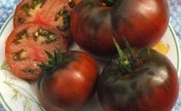 Merkmale des Anbaus und der Pflege der schwarzen Bison-Tomate