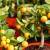Como cultivar uma tangerina em casa: regras de cuidado