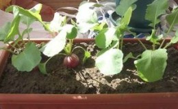 Så här odlar du rädisor på en fönsterbräda på vintern: steg-för-steg-instruktioner och användbara tips