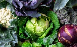 Zistite, či je v kapuste škrob a aké sú výhody a poškodenia škrobovej zeleniny