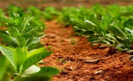 Tecnología para cultivar tabaco en campo abierto, invernadero y en casa.