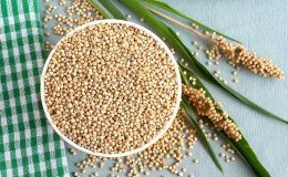 What is grain sorghum, features of its use and cultivation