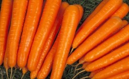 Variedade de cenoura no meio da temporada Niiokh 336