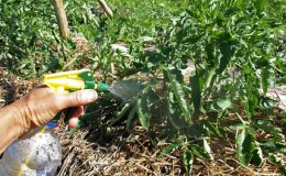 How and what to treat tomatoes from late blight in the open field: top best remedies and rules for spraying tomatoes