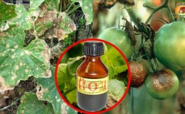 Instructions for processing tomatoes from late blight with iodine and boric acid: we fight the disease quickly and effectively