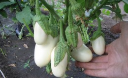 Bir yaz sakini patlıcan 