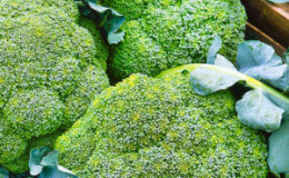 Högavkastande sen hybrid av broccolikål Marathon f1