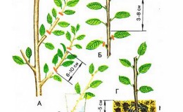 Summer cherry cuttings guide: from choosing cuttings to caring for a new tree
