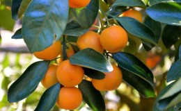 What is the name of the mixture of orange and tangerine, and what other citrus hybrids exist
