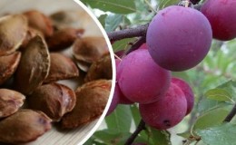 Is it possible to grow a cherry plum from a stone at home and how to do it