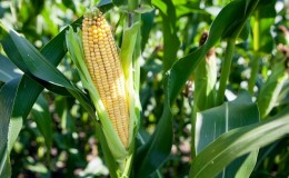 Как расте царевицата: снимки и етапи на отглеждане, съвети от опитни фермери