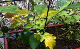 Γιατί εμφανίζονται κίτρινες κηλίδες στα φύλλα ντομάτας σε ένα θερμοκήπιο και πώς να σώσετε τη σοδειά σας