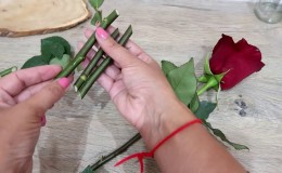 Instrukcijos pradedantiesiems floristams: kaip namuose iš šaknies užuosti rožę