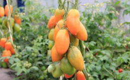 Uzun boylu ve hasat edilebilir domates 