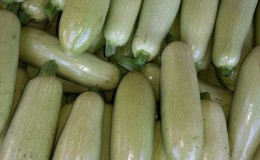 We save the harvest until spring: how to store zucchini for the winter correctly and what conditions need to be created for vegetables