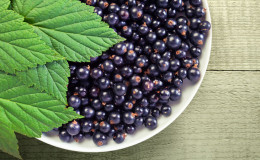 Black currant leaves - useful and medicinal properties