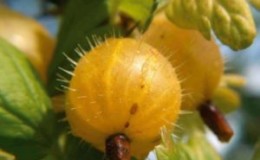 Pangkalahatang katangian at paglalarawan ng mga varieties ng mabalahibo na gooseberry