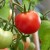 Kuinka kastaa tomaattia punastua nopeammin: paras tomaattien ja elämänhakkien päällyste nopeuttaa kypsymistä