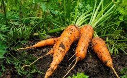 Comment faire face aux maladies et aux ravageurs des carottes