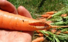 Vad gör man om morötter spricker och spricker i trädgården, och varför detta händer