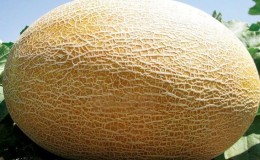 Ang Amal melon hybrid, na minamahal ng mga residente ng tag-init, ang panlasa at mahusay na lumalaban sa mga sakit