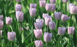 Sprievodca pre začiatočníkov s pestovaním tulipánov v auguste