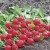 When is it better to plant radishes before winter and is it possible to grow a good harvest