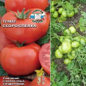 Zengin, lezzetli, erken domates hasadı için ideal bir çeşit: Skorospelka domates